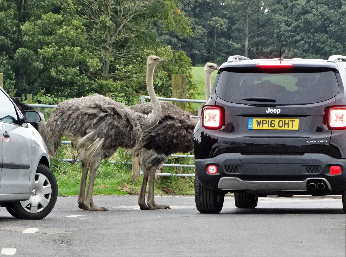 Knowsley Safari