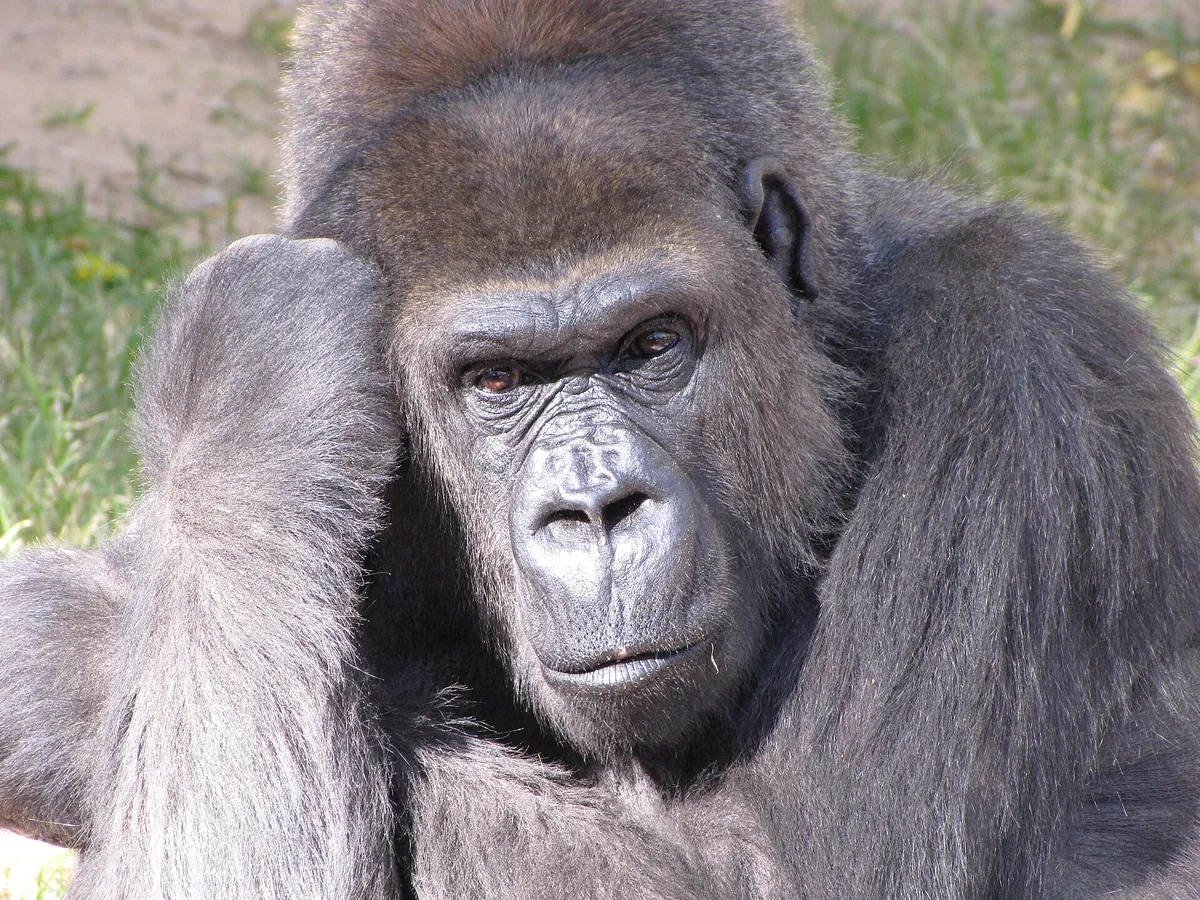 ABQ BioPark Zoo