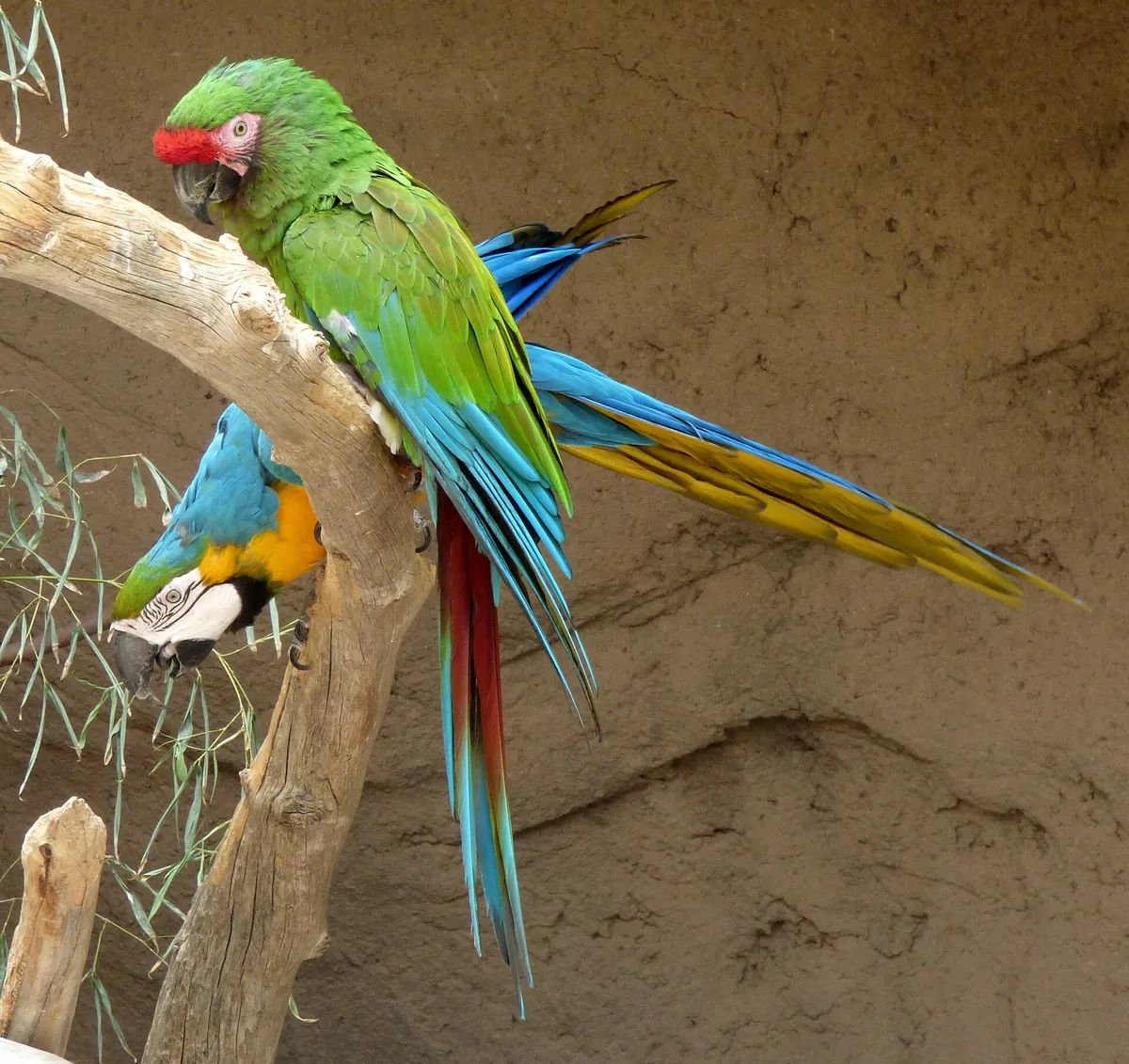 Reid Park Zoo