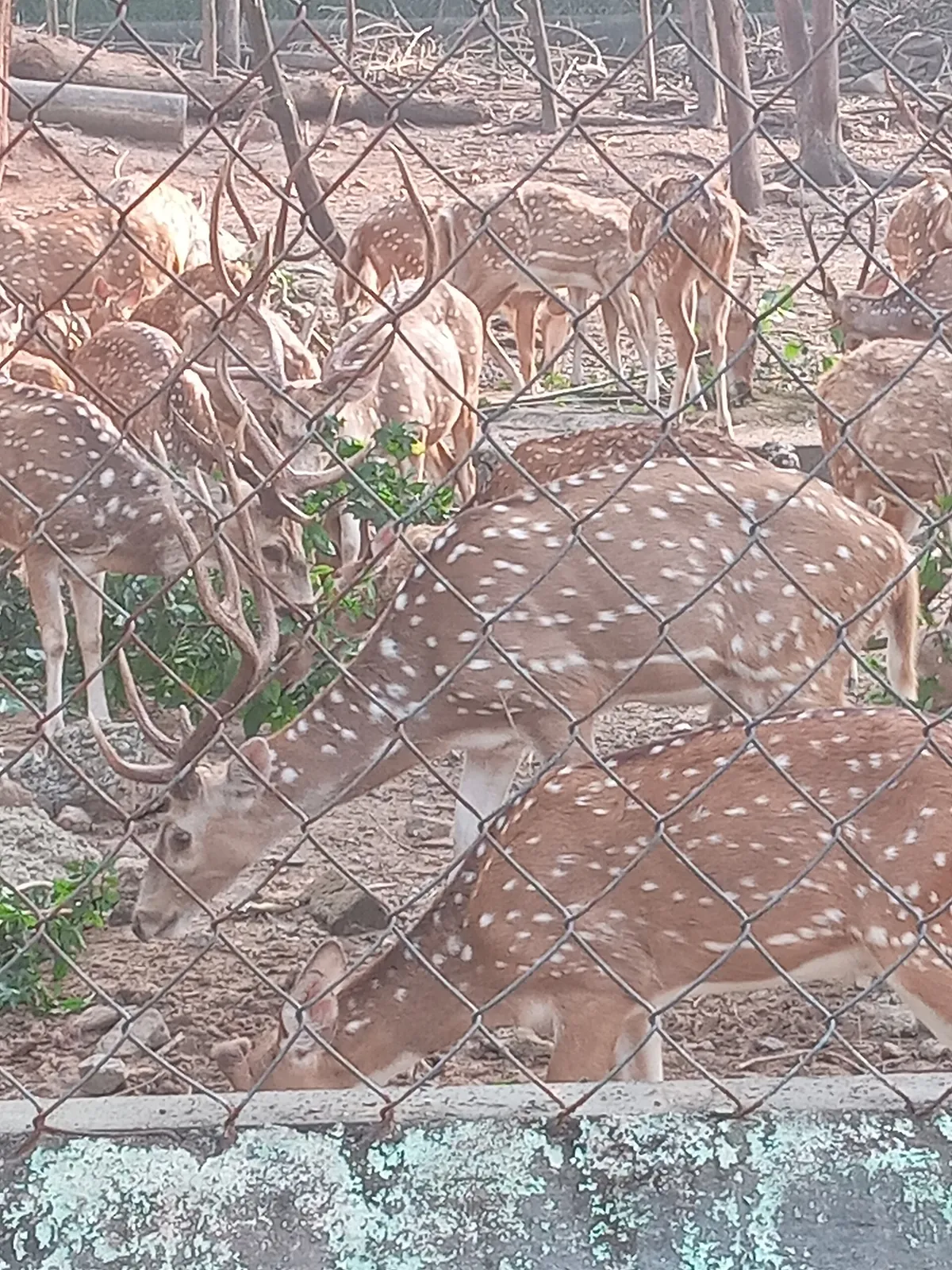 Tata Steel Zoological Park