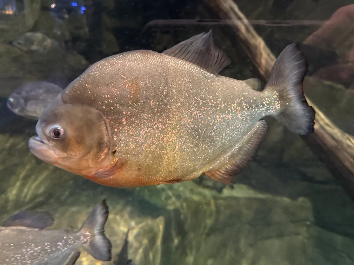 Adventure Aquarium