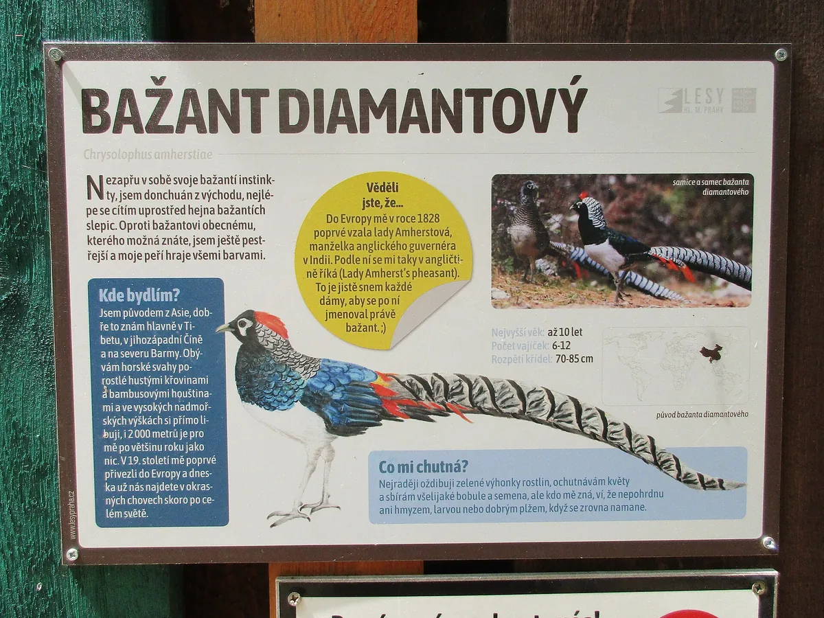 zookoutek Kamýk