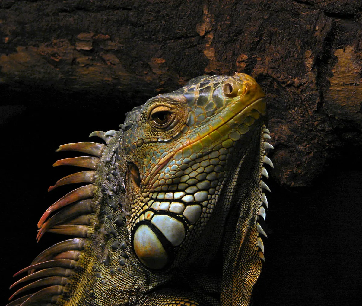 Oslo Reptilpark
