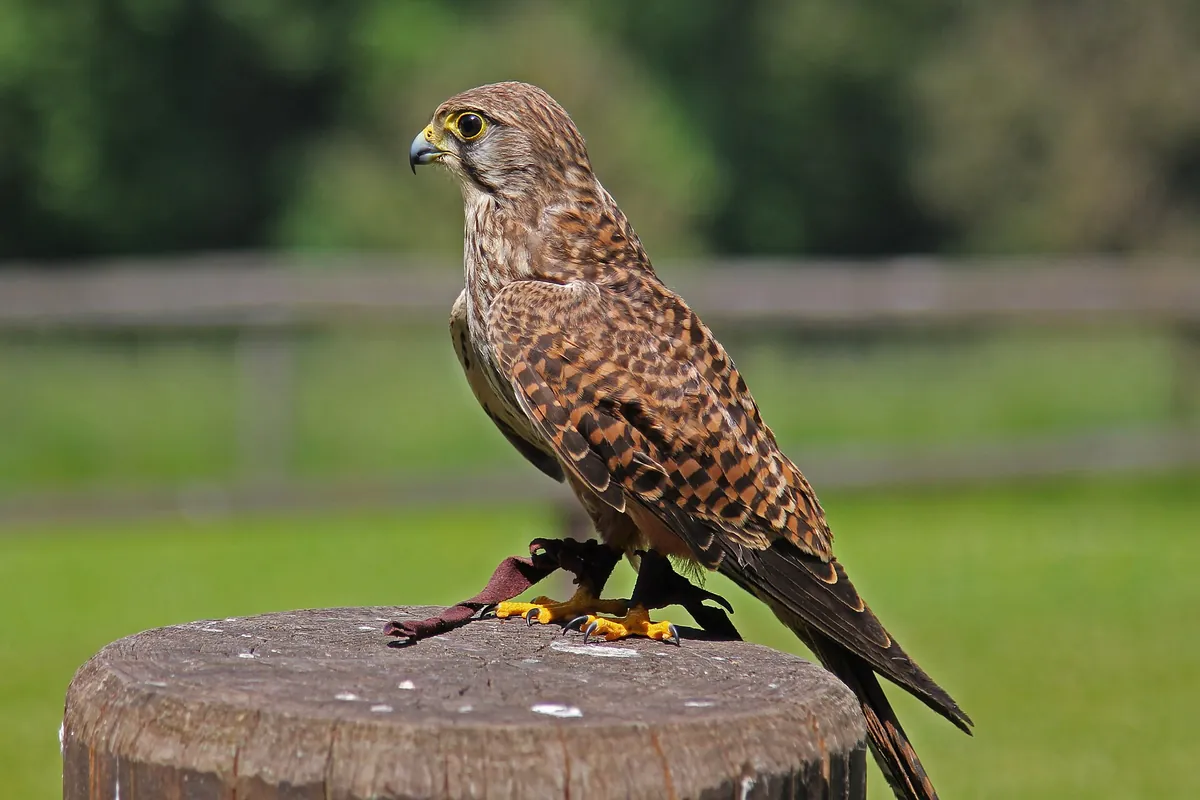Adler- und Wolfspark Kasselburg