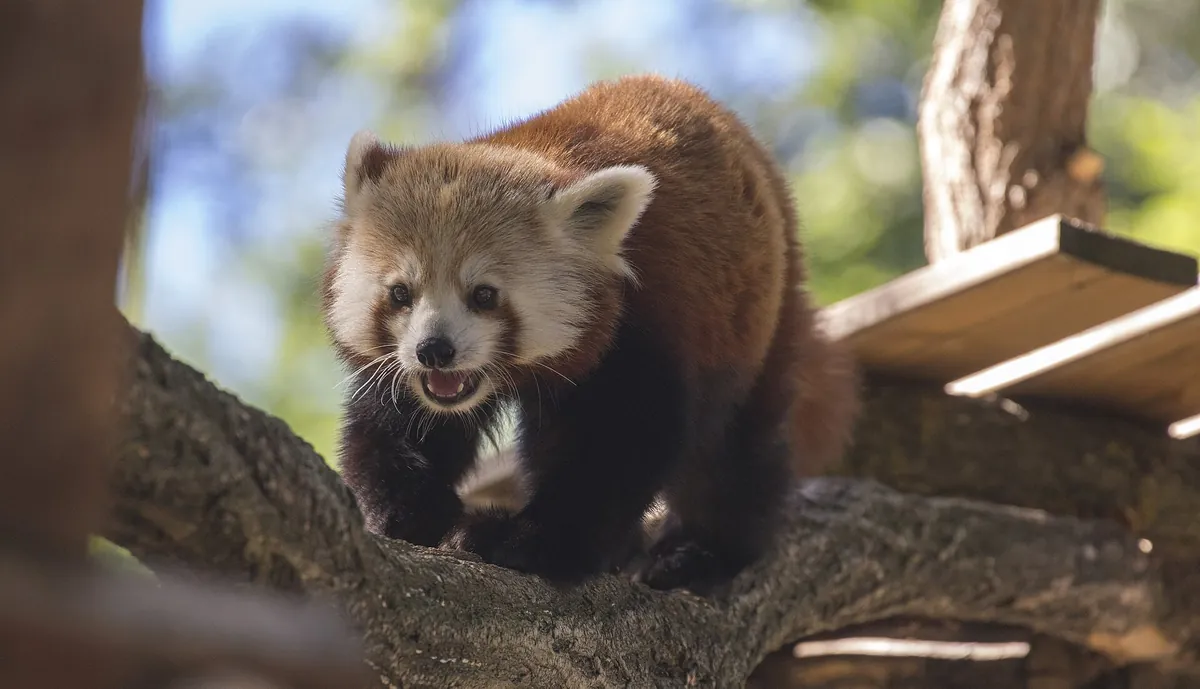 Parc animalier d'Auvergne