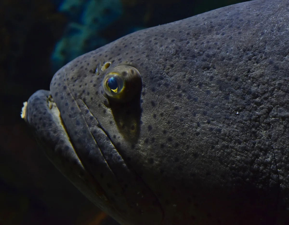 Ripley's Aquarium of Canada