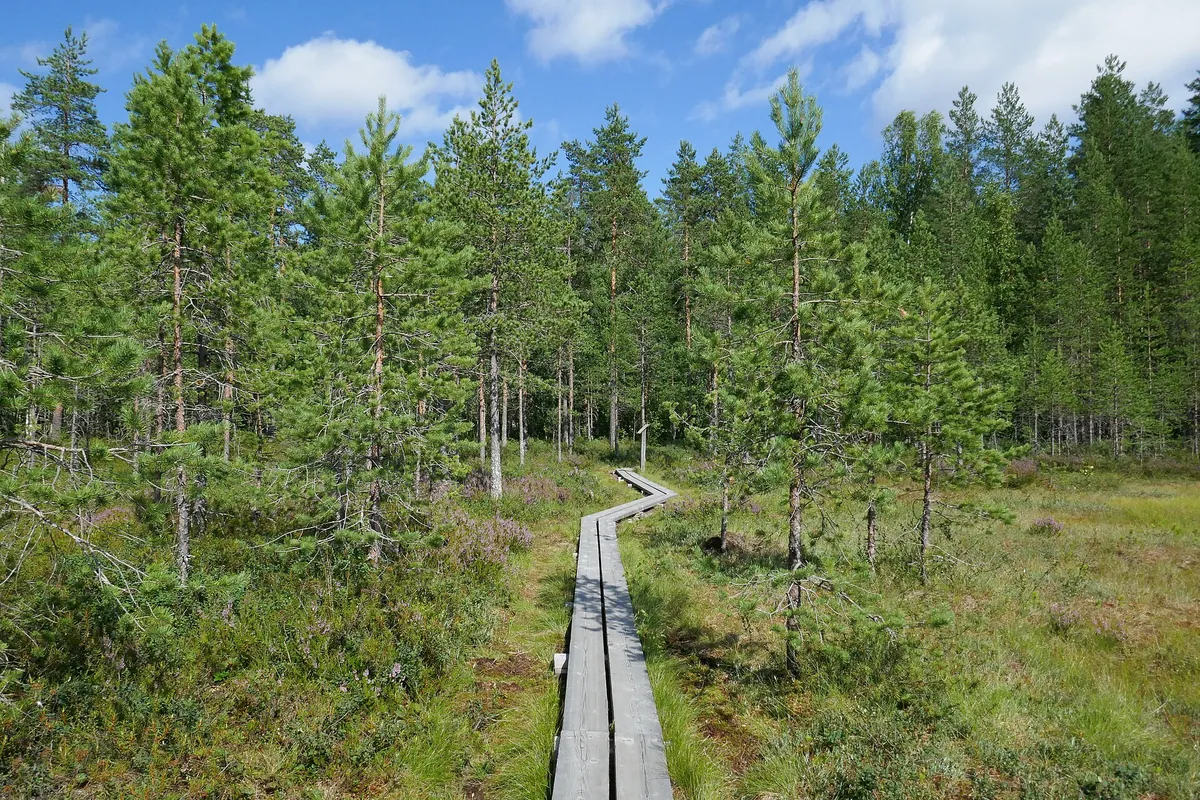 Ysitien lemmikki