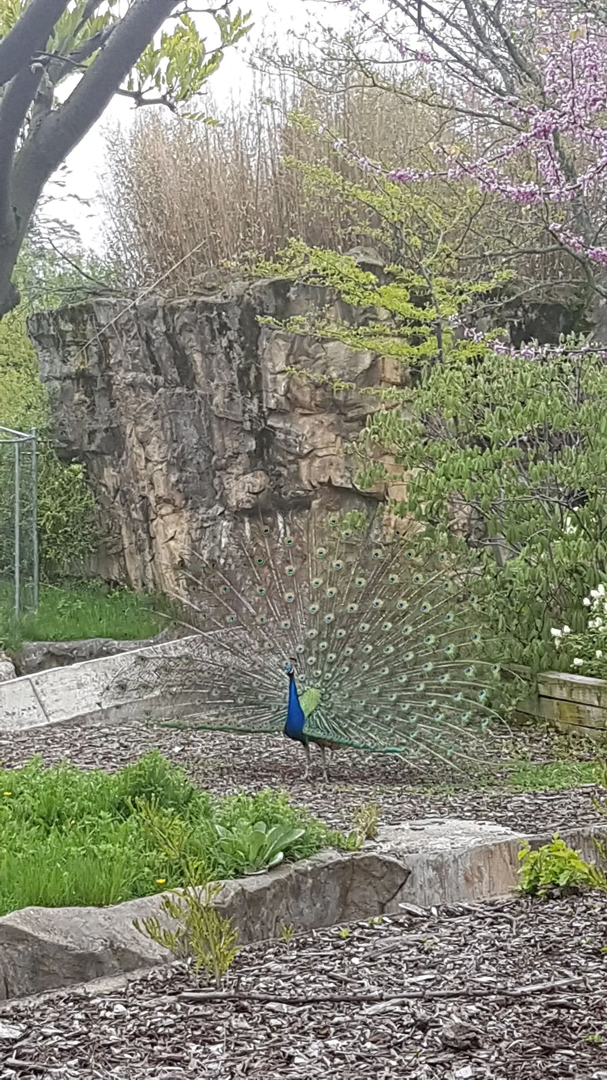 Franklin Park Zoo