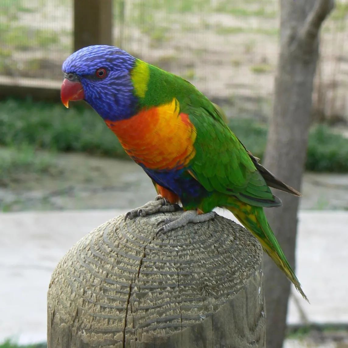 Tanganyika Wildlife Park