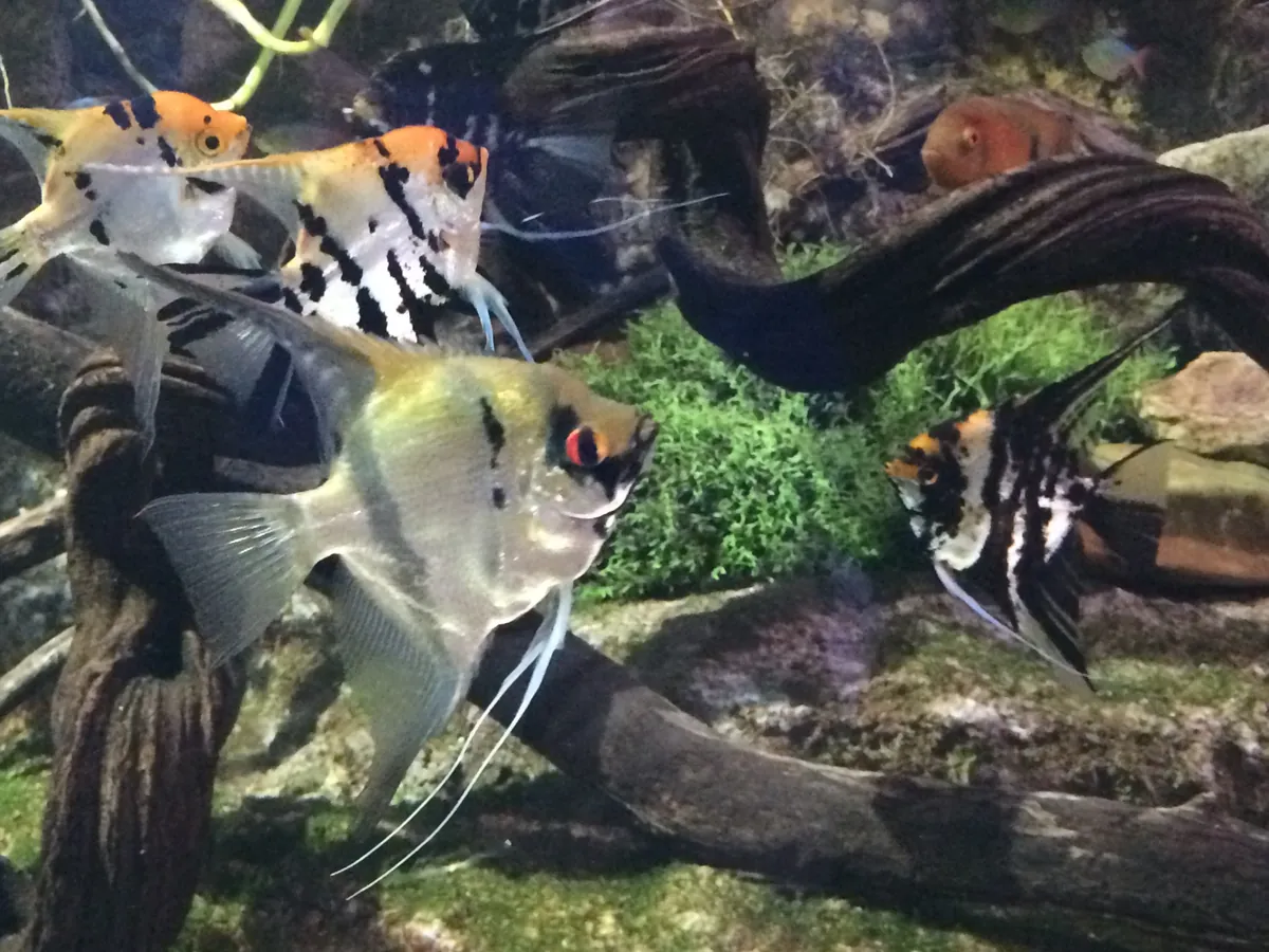 Aquarium River of Zaragoza