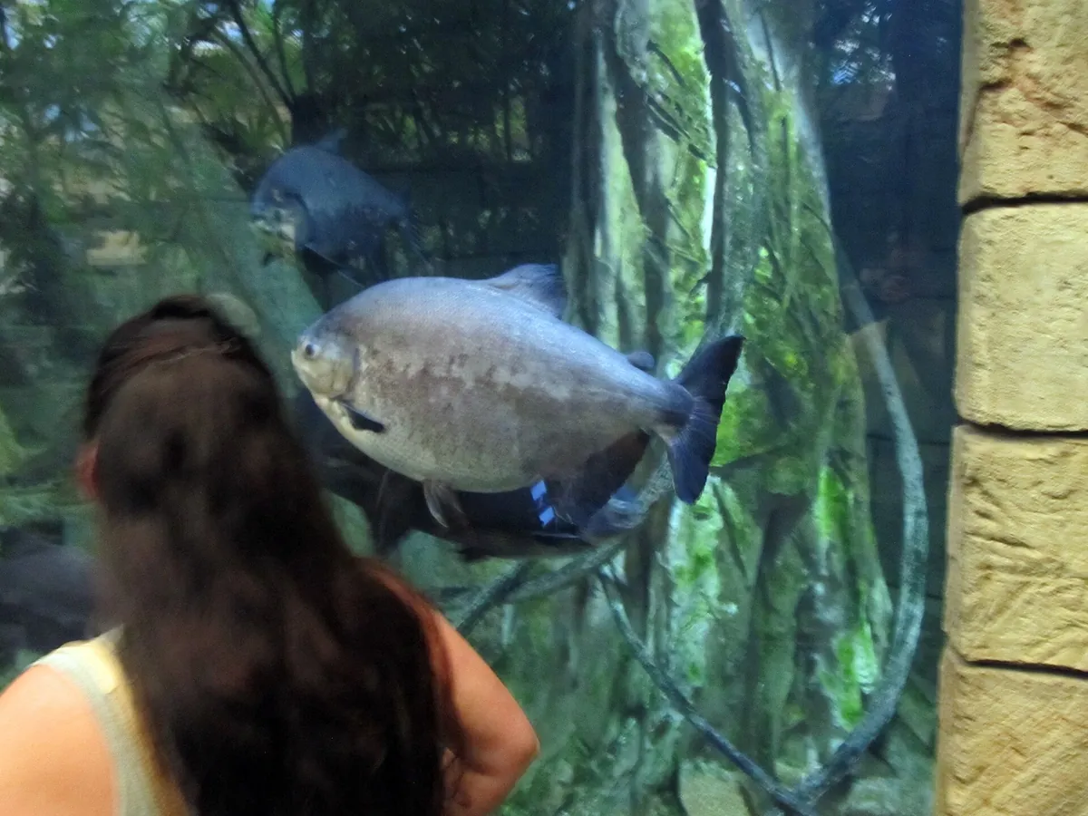 Shark Reef Aquarium at Mandalay Bay