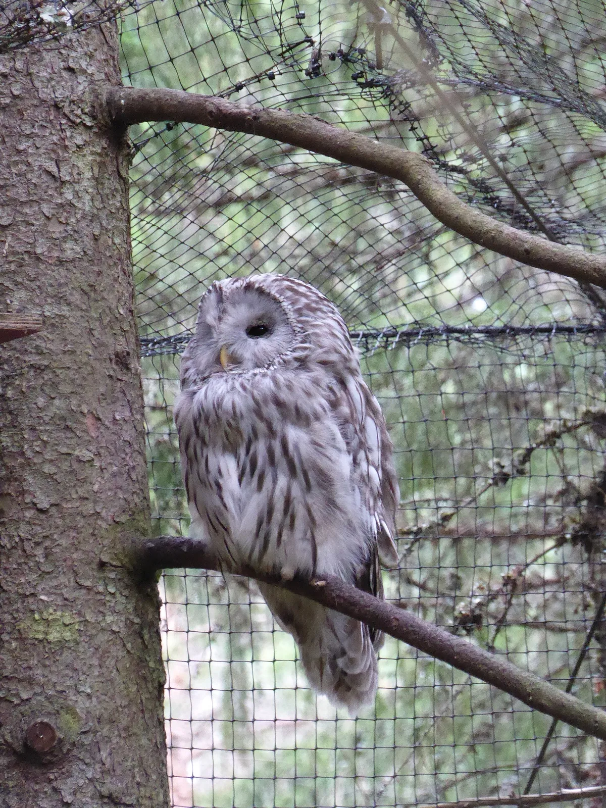 Järvzoo