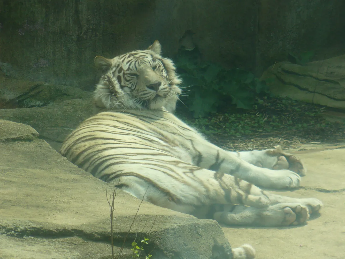Potawatomi Zoo