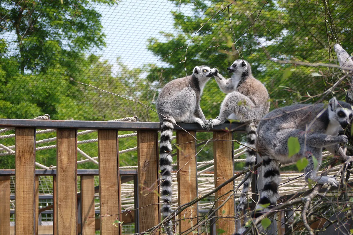Parc zoologique de Bordeaux Pessac