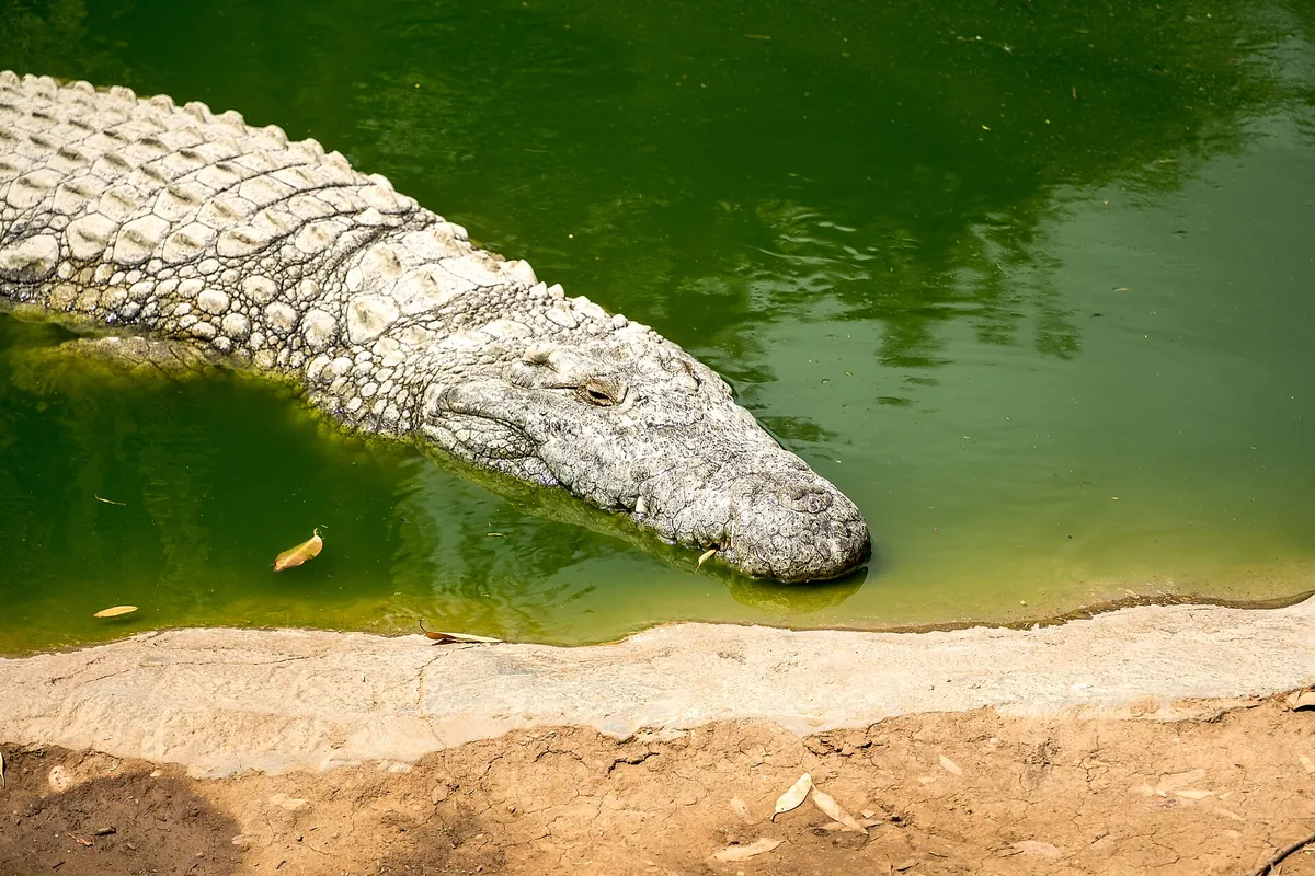 Cango Wildlife