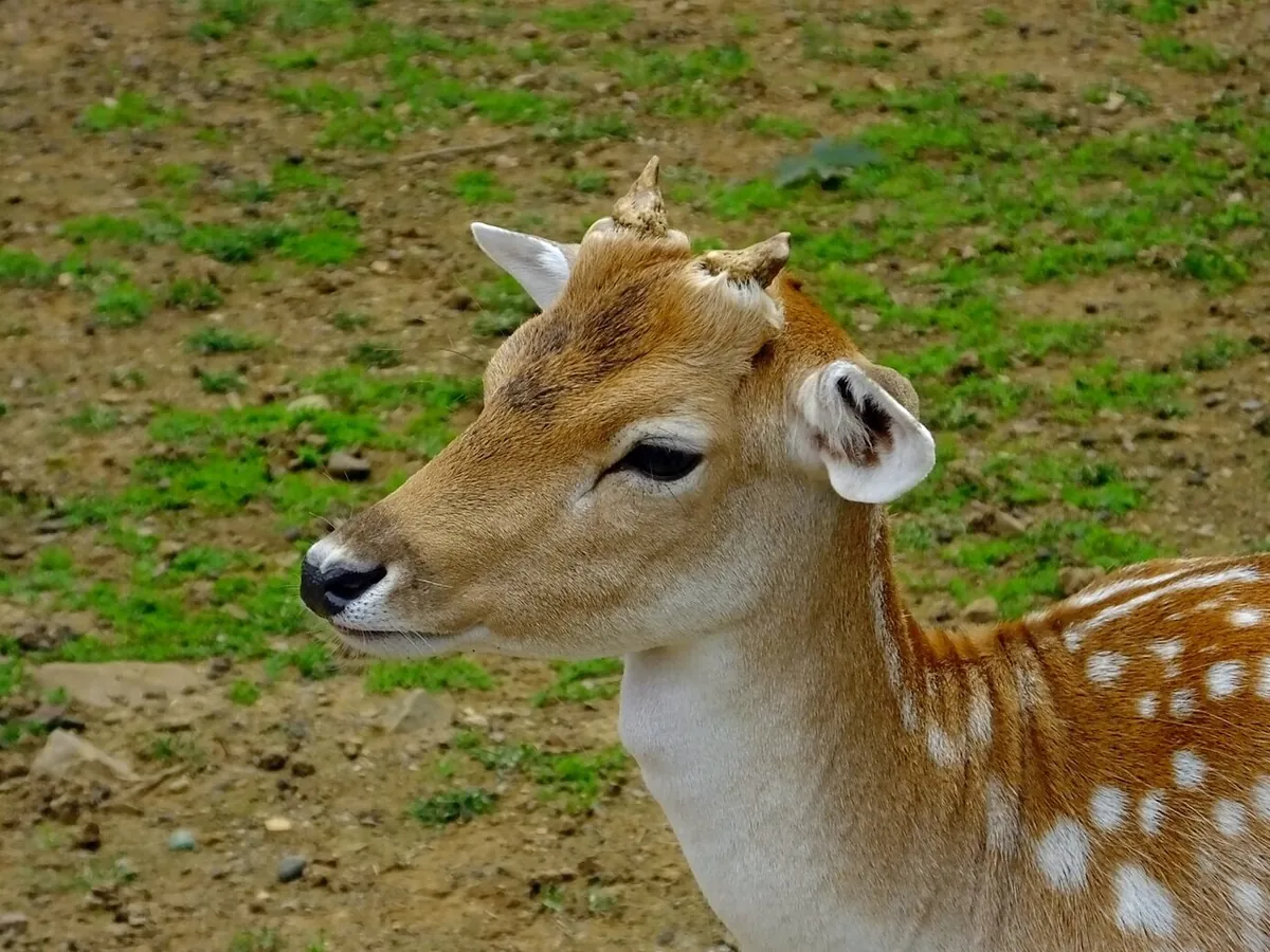 Korea Central Zoo