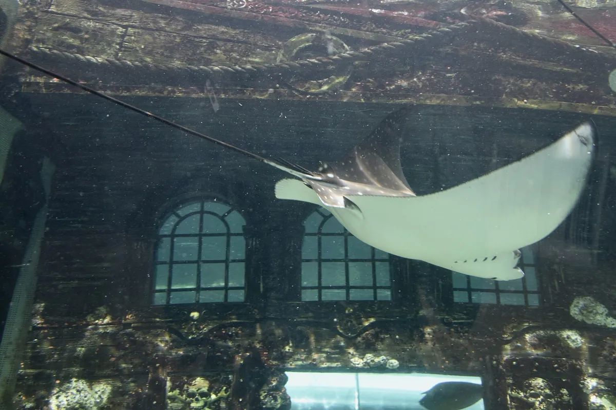 Sea Life Sydney Aquarium