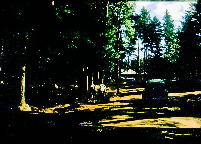 Kolmårdens Djurpark