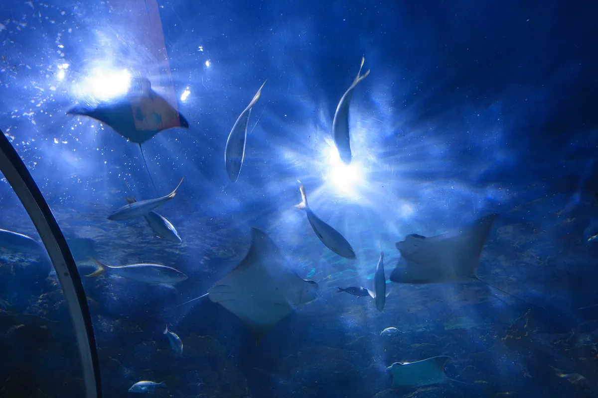 Aquarium of the Americas