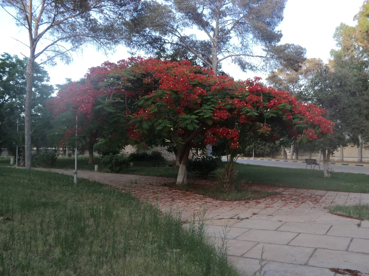 Benghazi Zoo