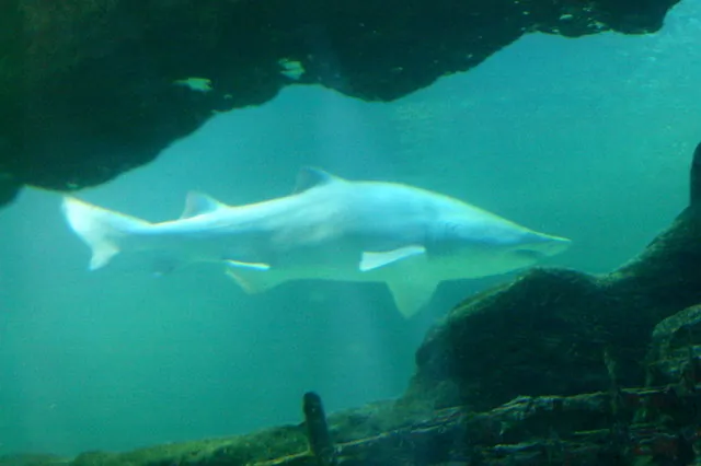 Deep Sea World