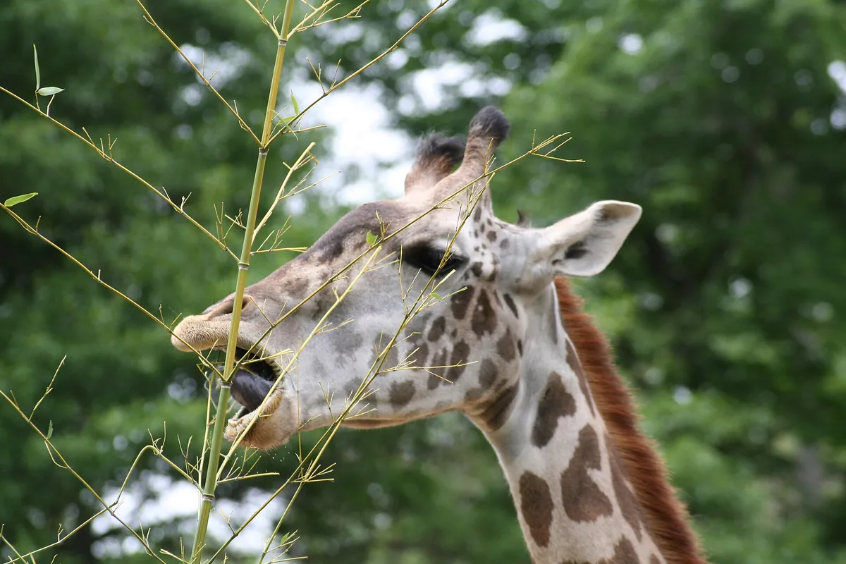 Greenville Zoo