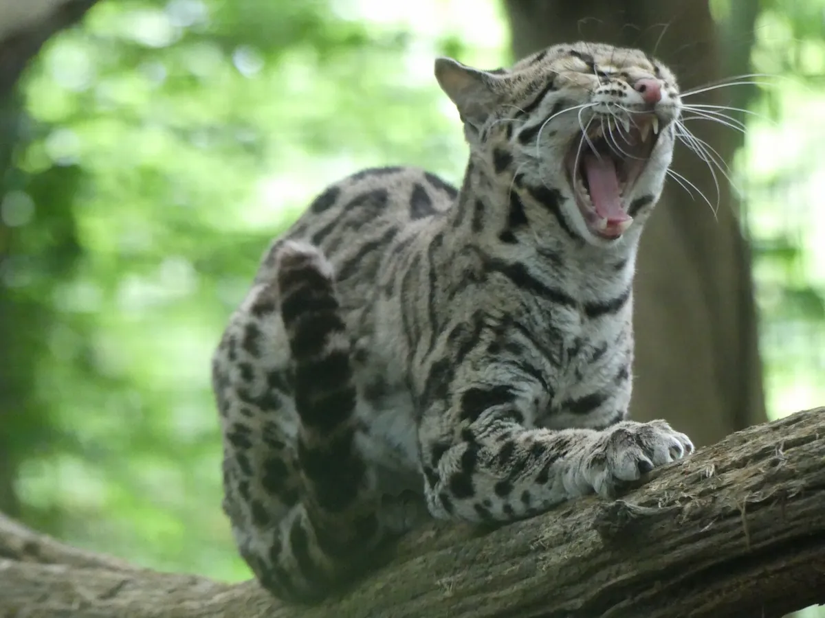 Réserve Zoologique de Calviac