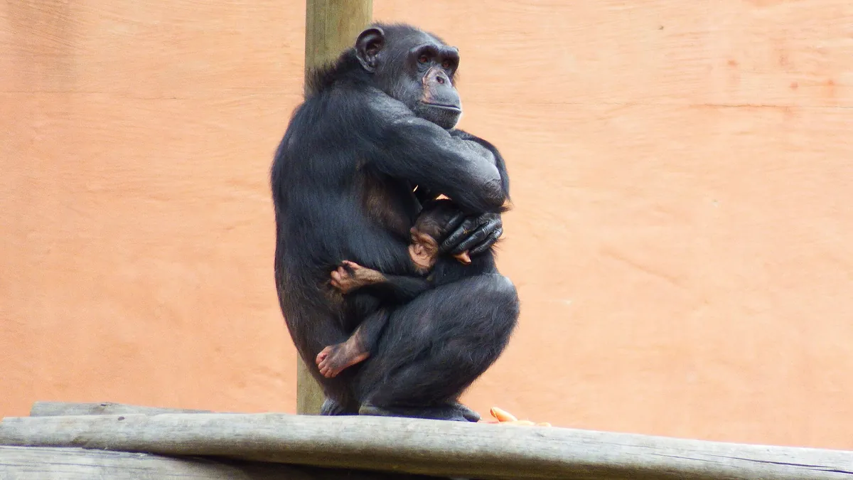Johannesburg City Parks and Zoo
