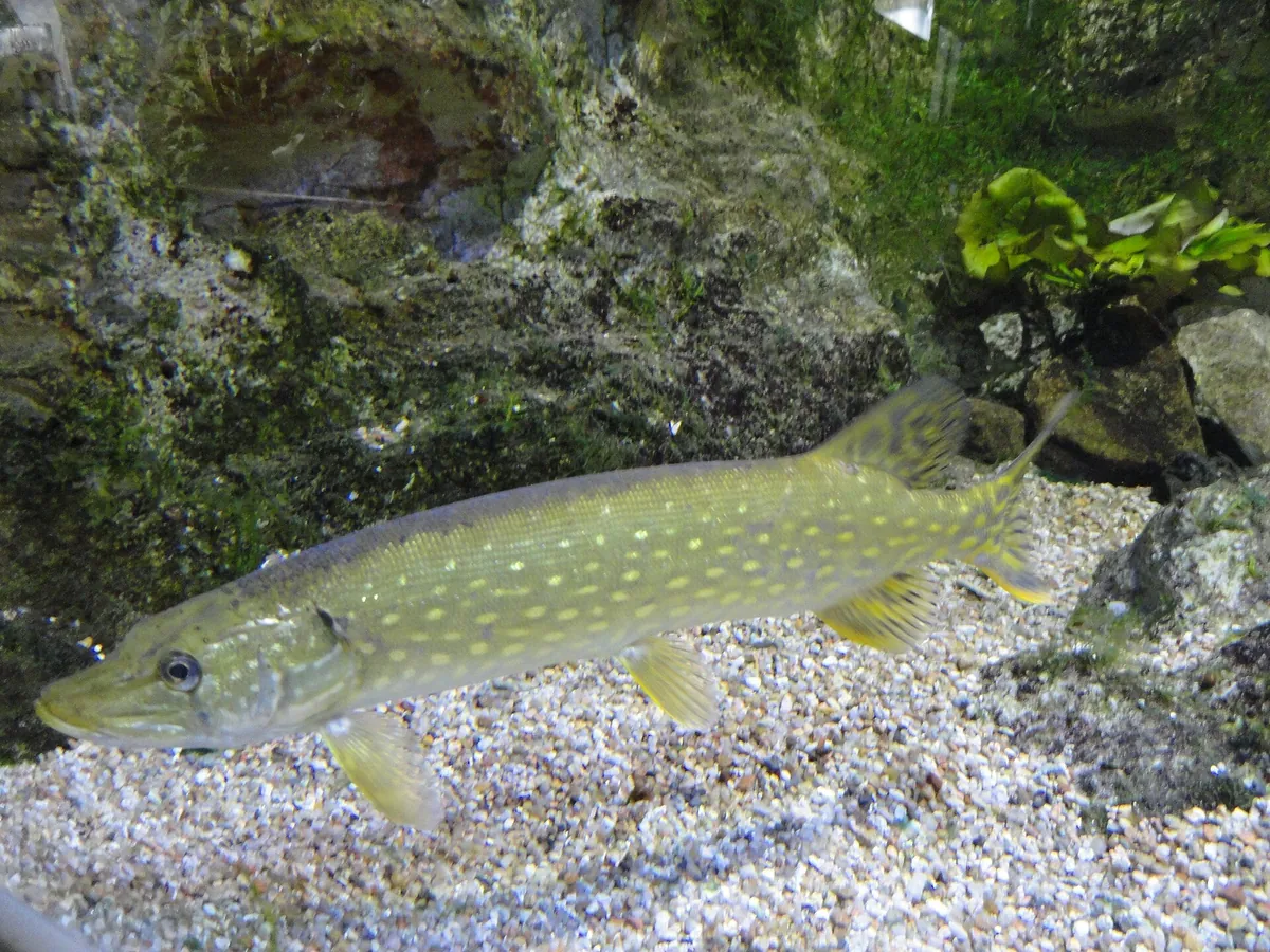 Aquarium du Limousin