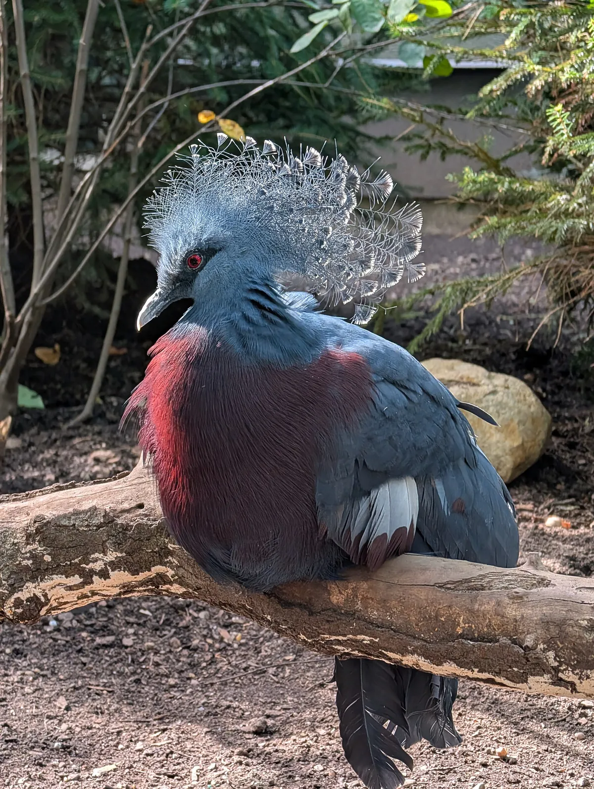 Bronx Zoo