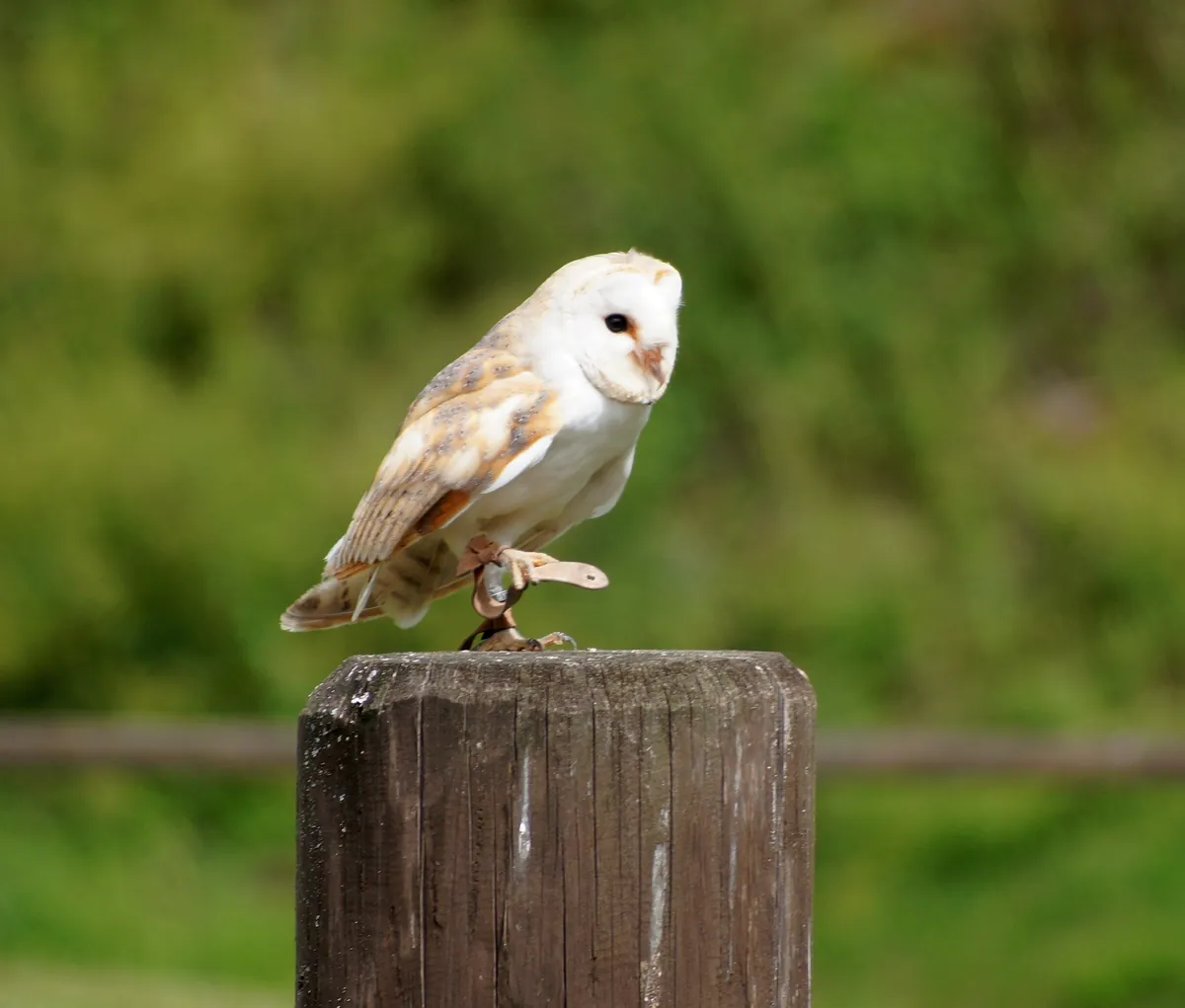 Adler- und Wolfspark Kasselburg