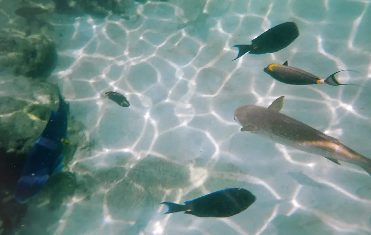 Discovery Cove