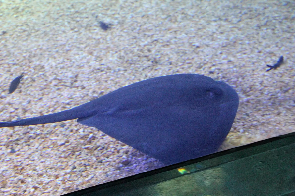Cala Gonone aquarium