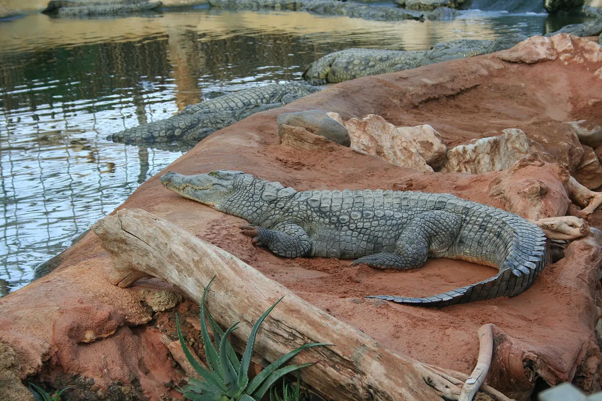 La Ferme aux crocodiles