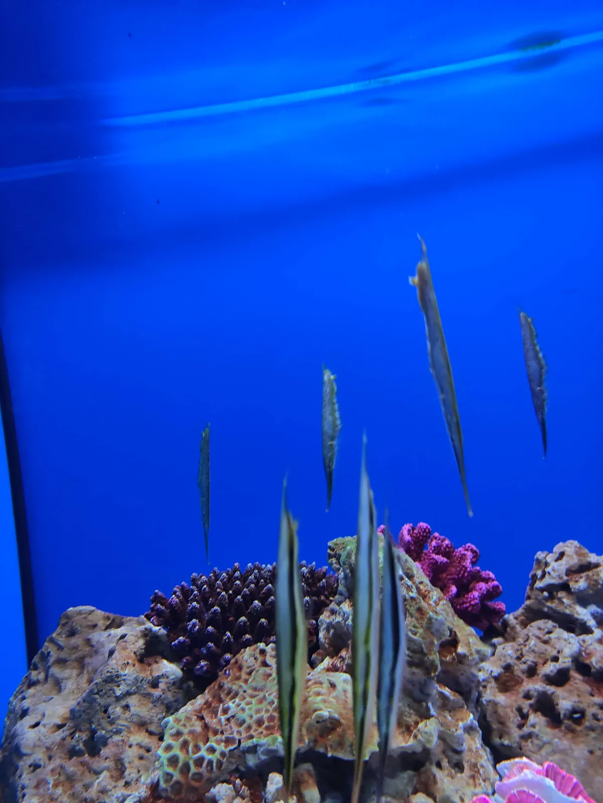 Israel aquarium