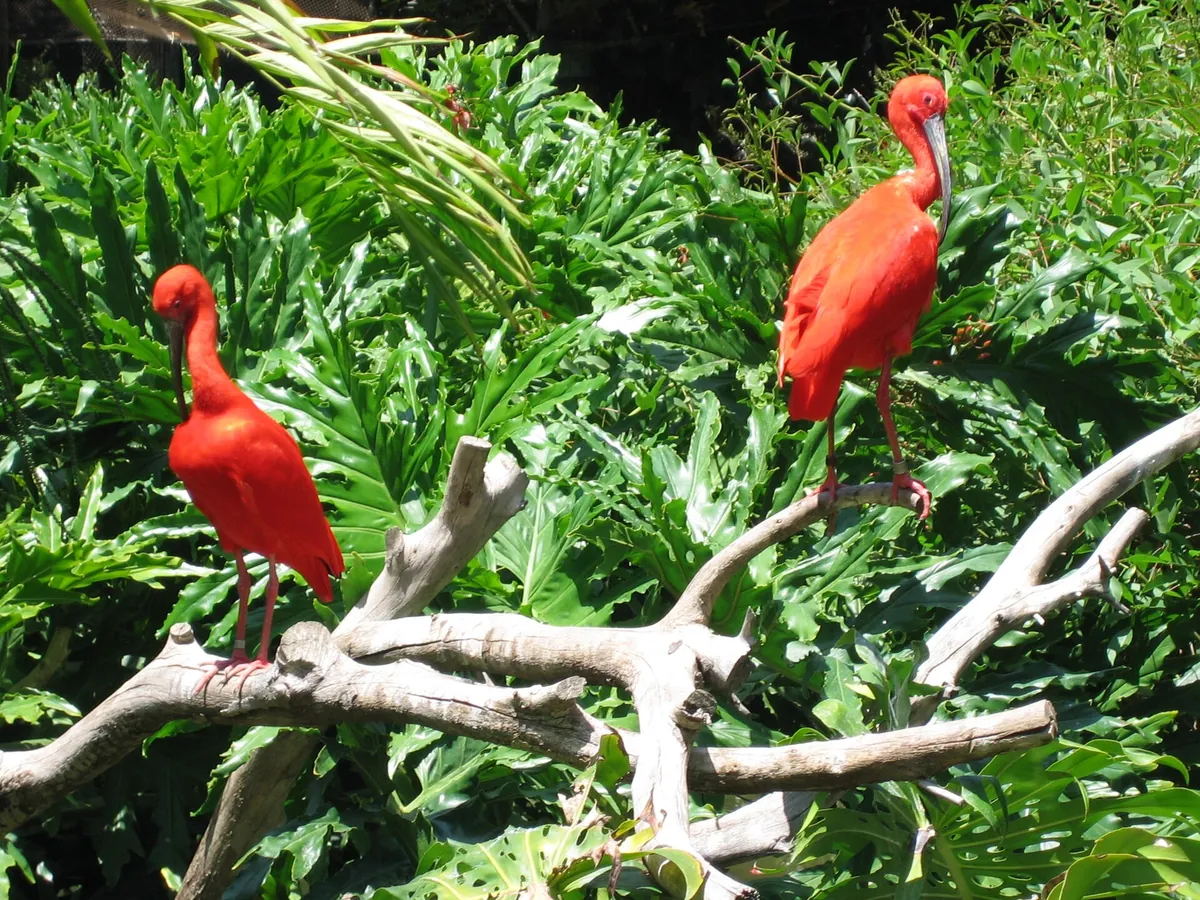Santa Ana Zoo