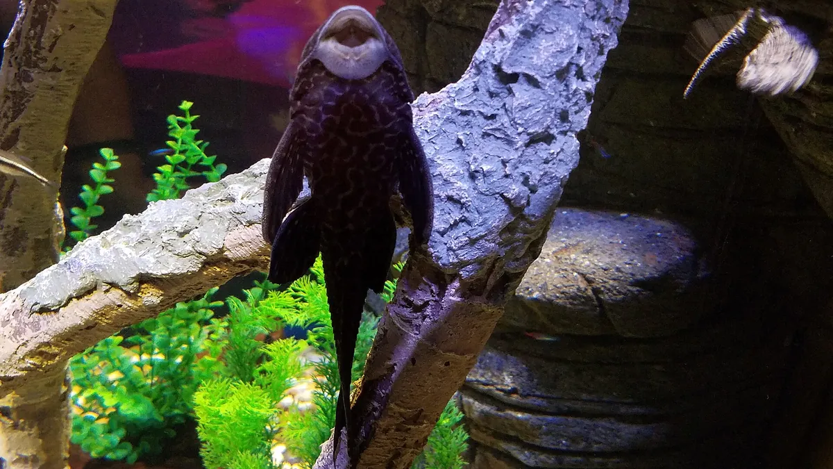 SEA LIFE Orlando Aquarium