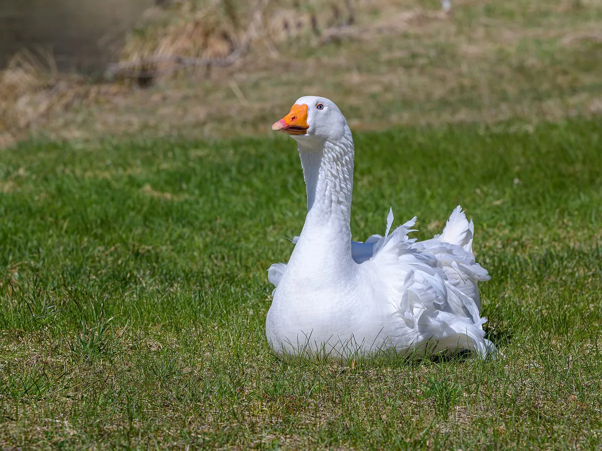 Cumberland Wildpark
