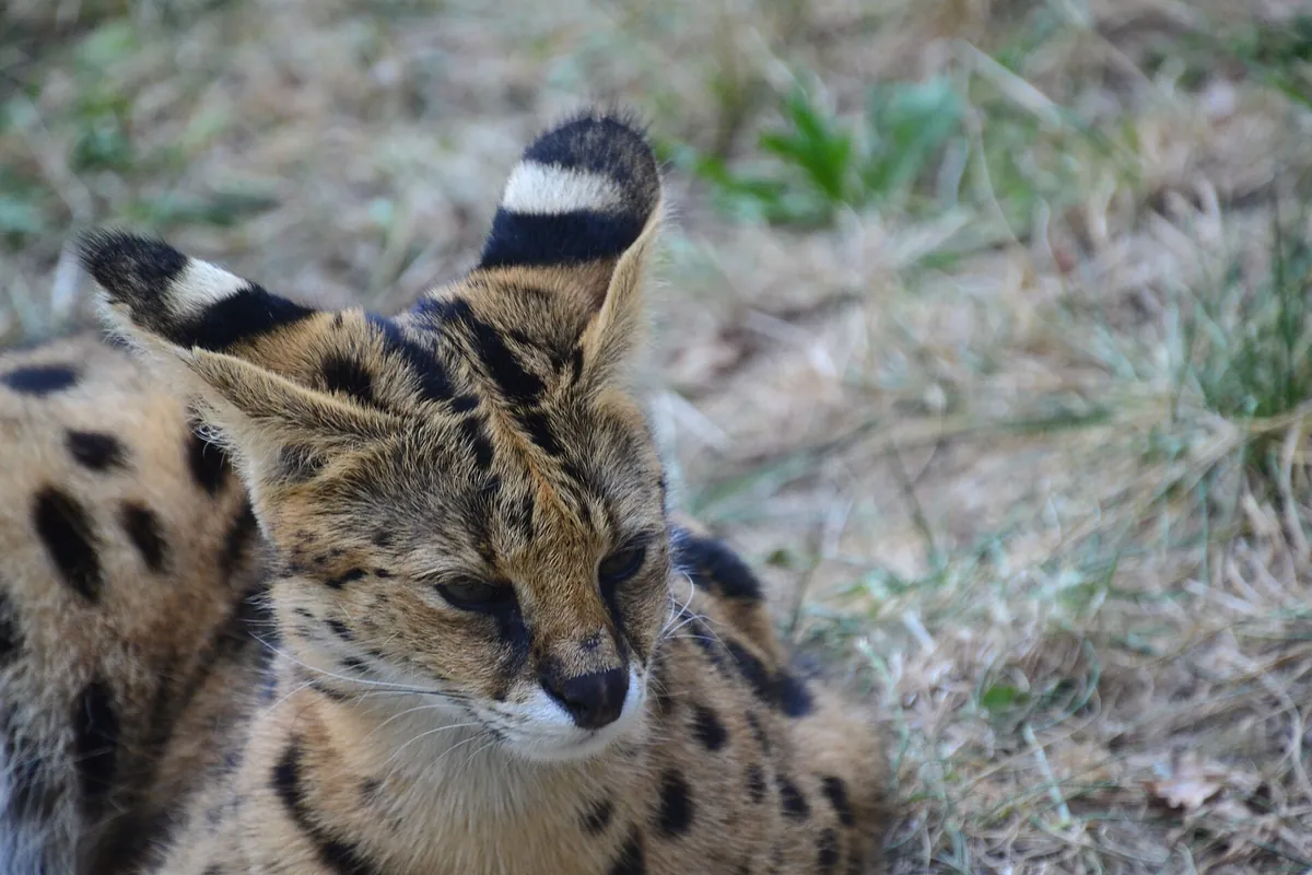 Safari de Peaugres