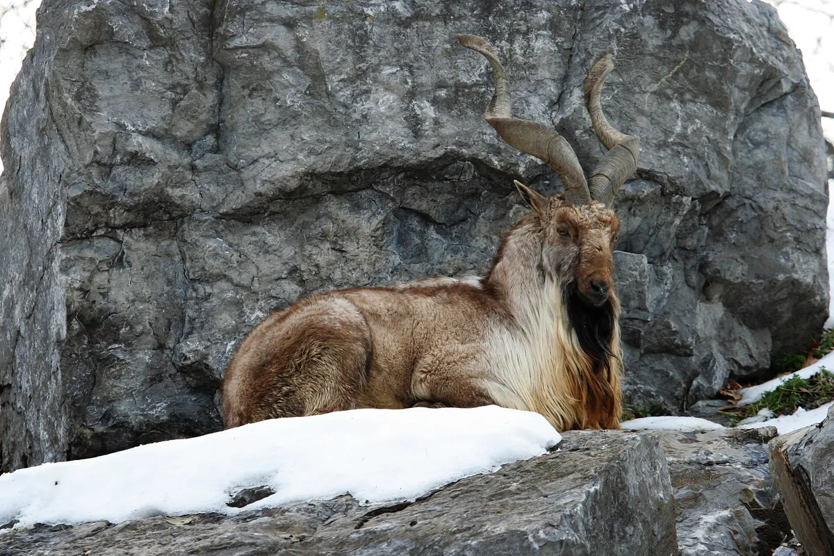 Rosamond Gifford Zoo at Burnet Park