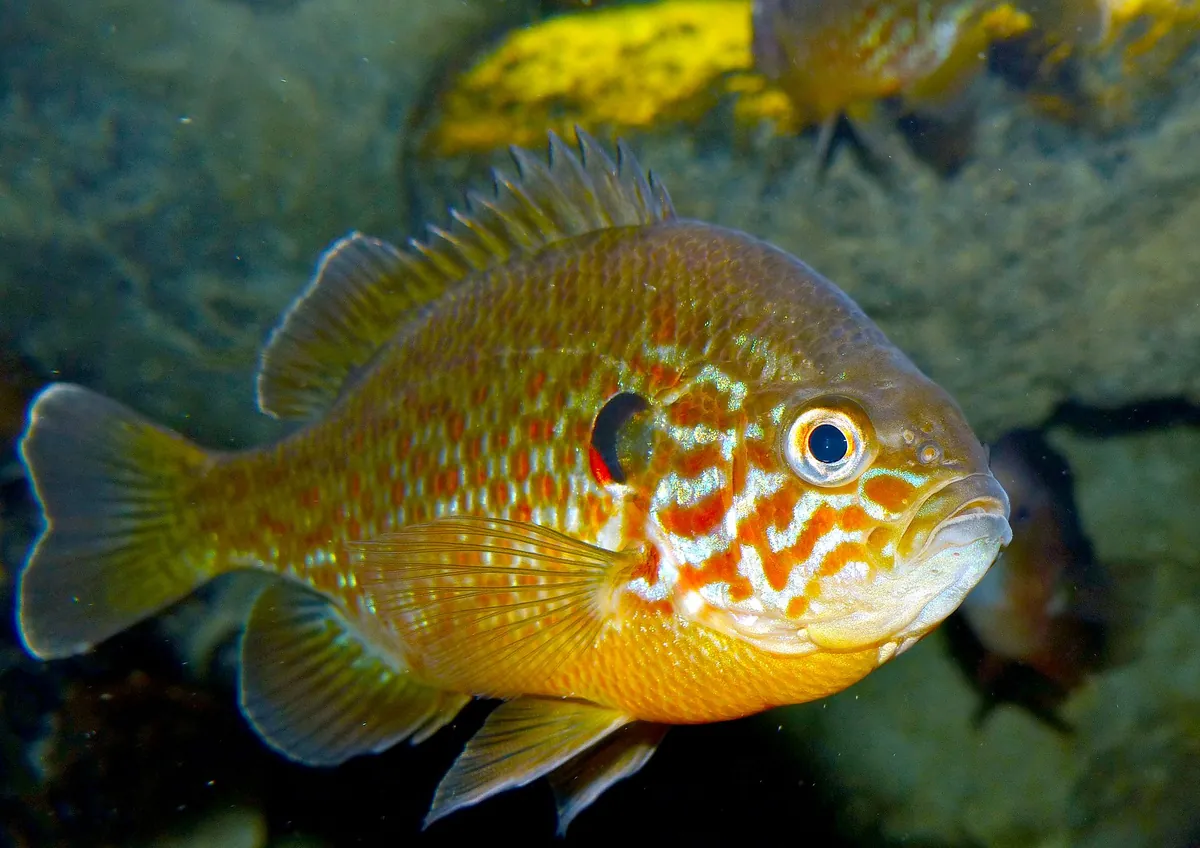 Grand Aquarium de Touraine