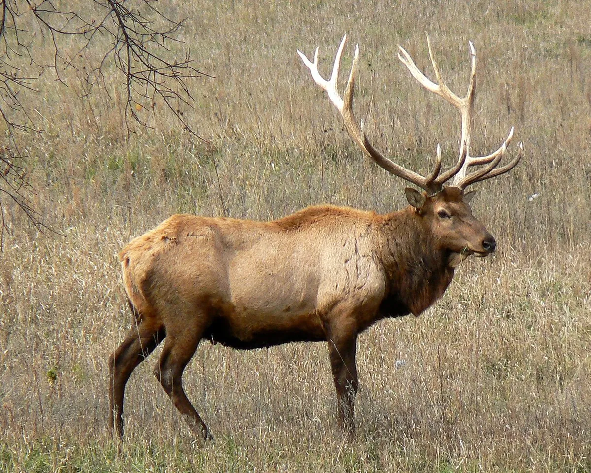 Lee G. Simmons Wildlife Safari Park