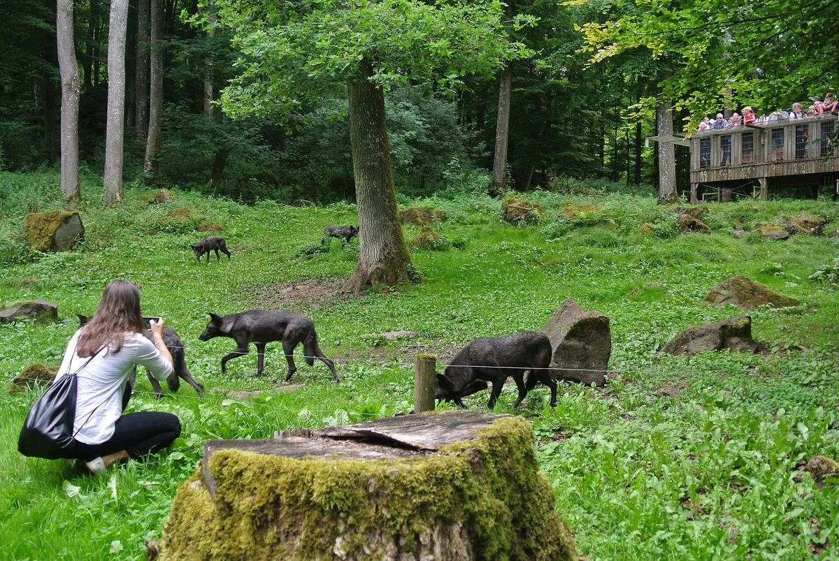 Adler- und Wolfspark Kasselburg