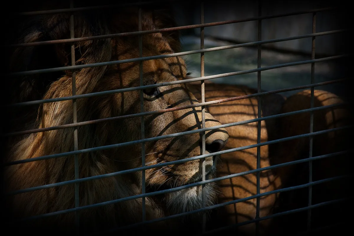 Elmvale Jungle Zoo