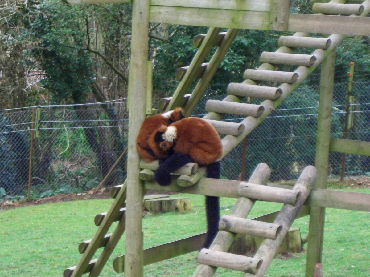 Combe Martin Wildlife and Dinosaur Park