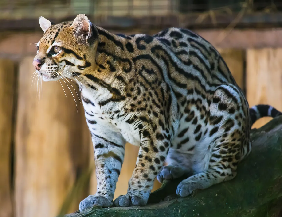 Zooparque Itatiba