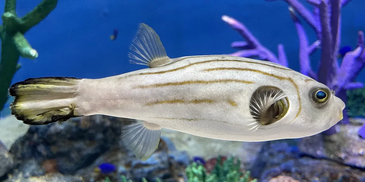 Hekinan Seaside Aquarium