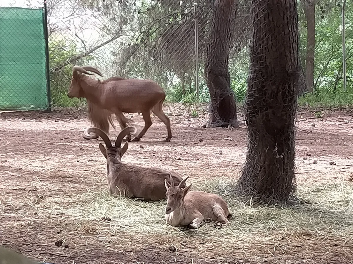 PARQUE ZOOLÓGICO DE GUADALAJARA