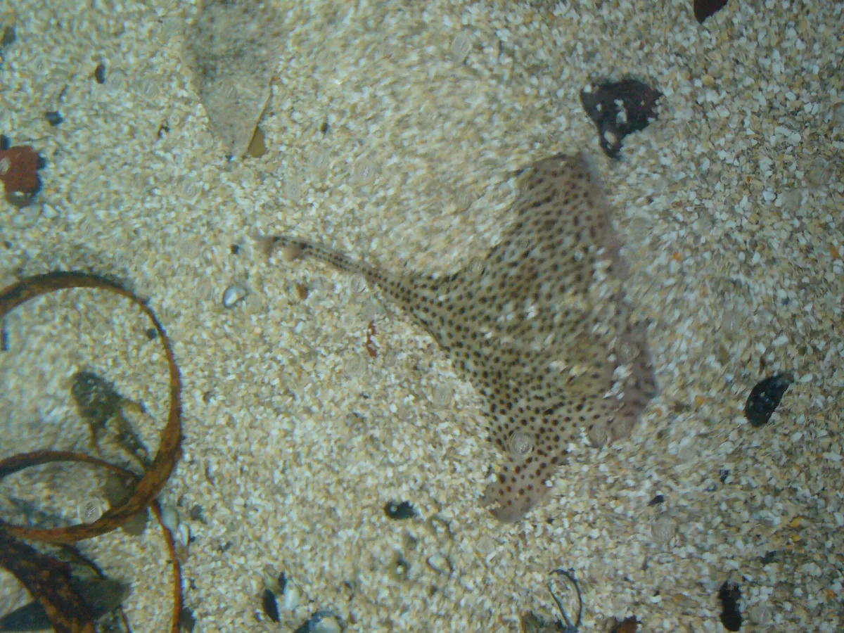Sylt Aquarium