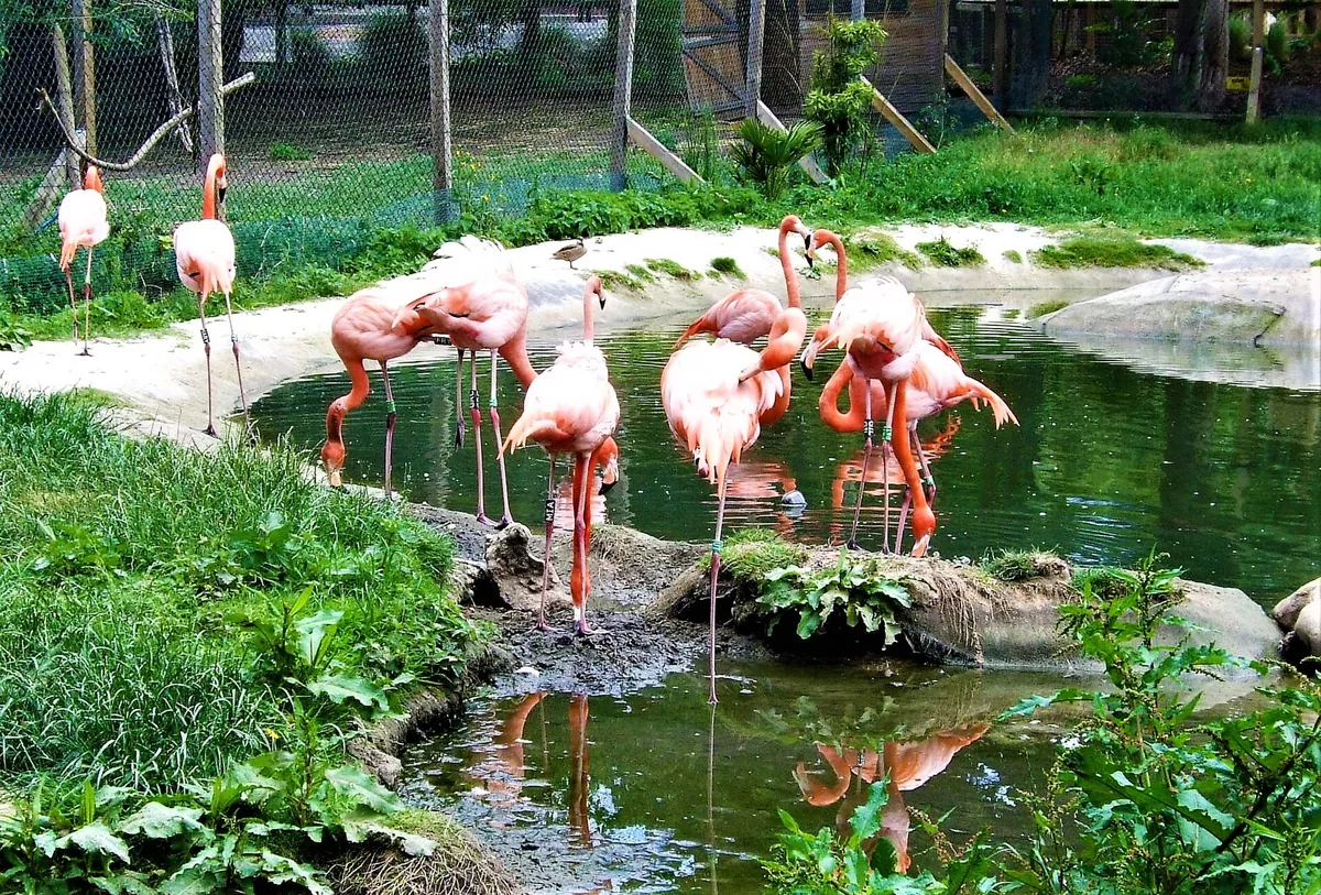 Hanwell Zoo